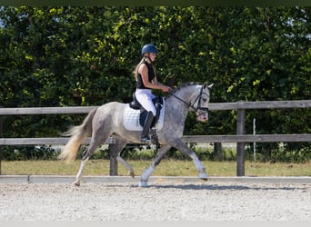 Welsh-D, Stute, 4 Jahre, 142 cm, Blauschimmel