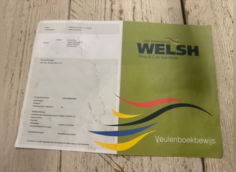 Welsh-D, Stute, 4 Jahre, 142 cm, Blauschimmel