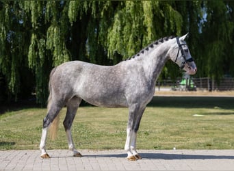 Welsh-D, Stute, 4 Jahre, 142 cm, Blauschimmel