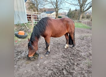 Welsh-D, Stute, 4 Jahre, 143 cm, Brauner