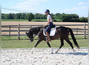 Welsh-D, Stute, 4 Jahre, 144 cm, Rappe