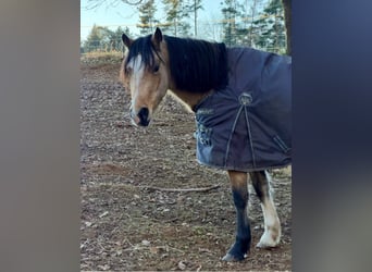 Welsh-D, Stute, 4 Jahre, 145 cm, Buckskin