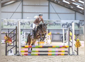 Welsh-D, Stute, 4 Jahre, 145 cm, Dunkelbrauner