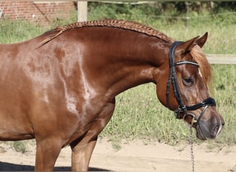 Welsh-D, Stute, 4 Jahre, 145 cm, Fuchs