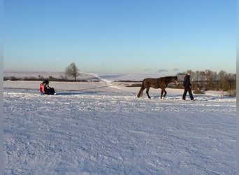 Welsh-D, Stute, 4 Jahre, 146 cm, Buckskin