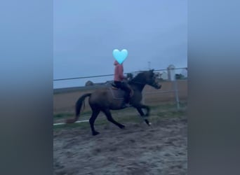 Welsh-D, Stute, 4 Jahre, 146 cm, Buckskin