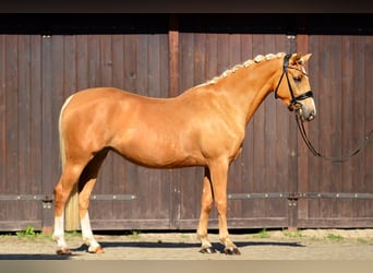 Welsh-D, Stute, 4 Jahre, 146 cm, Palomino