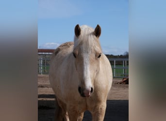 Welsh-D, Stute, 4 Jahre, 147 cm, Palomino