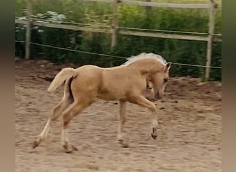 Welsh-D, Stute, 4 Jahre, 147 cm, Palomino
