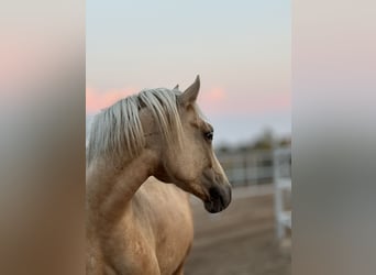 Welsh-D, Stute, 4 Jahre, 147 cm, Palomino