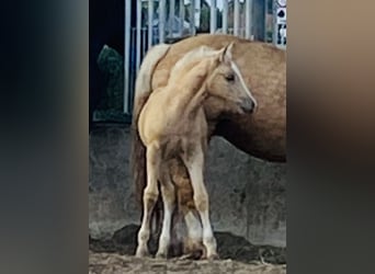 Welsh-D, Stute, 4 Jahre, 147 cm, Palomino