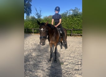 Welsh-D, Stute, 4 Jahre, 153 cm, Brauner