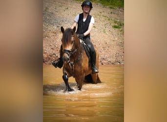 Welsh-D Mix, Stute, 4 Jahre, 160 cm, Falbe