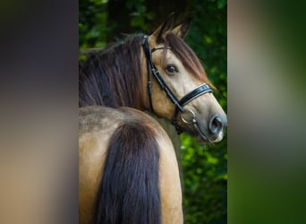 Welsh-D Mix, Stute, 4 Jahre, 160 cm, Falbe