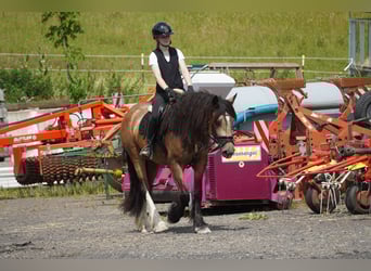 Welsh-D Mix, Stute, 4 Jahre, 160 cm, Falbe