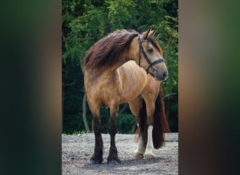 Welsh-D Mix, Stute, 4 Jahre, 160 cm, Falbe