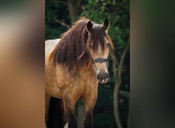 Welsh-D Mix, Stute, 4 Jahre, 160 cm, Falbe