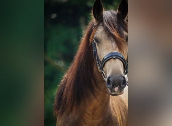 Welsh-D Mix, Stute, 4 Jahre, 160 cm, Falbe