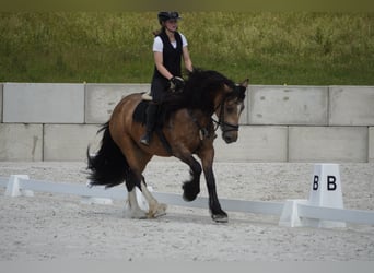 Welsh-D Mix, Stute, 4 Jahre, 160 cm, Falbe