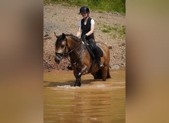 Welsh-D Mix, Stute, 4 Jahre, 160 cm, Falbe