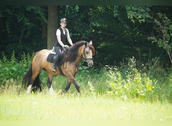 Welsh-D Mix, Stute, 4 Jahre, 160 cm, Falbe