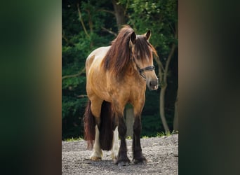 Welsh-D Mix, Stute, 4 Jahre, 160 cm, Falbe