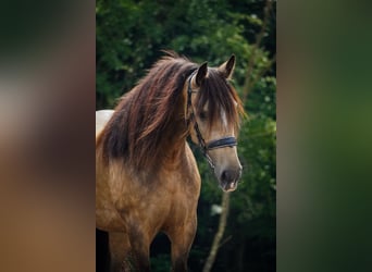 Welsh-D Mix, Stute, 4 Jahre, 160 cm, Falbe