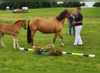 Welsh-D, Stute, 5 Jahre, 140 cm, Fuchs