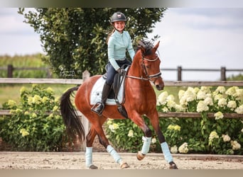 Welsh-D, Stute, 5 Jahre, 146 cm