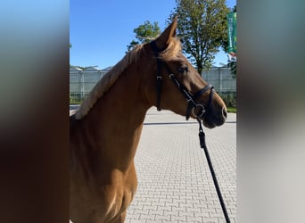 Welsh-D, Stute, 5 Jahre, 146 cm, Rotfuchs