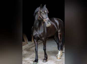 Welsh-D, Stute, 5 Jahre, 147 cm, Dunkelbrauner