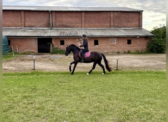 Welsh-D, Stute, 5 Jahre, 147 cm, Dunkelbrauner