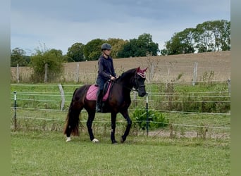 Welsh-D, Stute, 5 Jahre, 147 cm, Dunkelbrauner