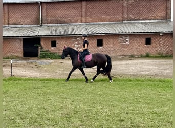 Welsh-D, Stute, 5 Jahre, 147 cm, Dunkelbrauner