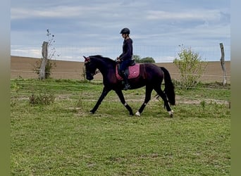 Welsh-D, Stute, 5 Jahre, 147 cm, Dunkelbrauner