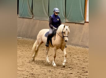 Welsh-D, Stute, 5 Jahre, 147 cm, Palomino
