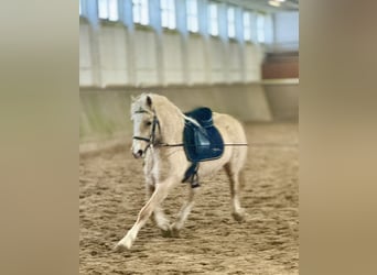 Welsh-D, Stute, 5 Jahre, 147 cm, Palomino