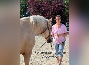 Welsh-D, Stute, 5 Jahre, 147 cm, Palomino