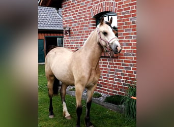 Welsh-D, Stute, 5 Jahre, 149 cm, Buckskin