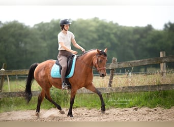 Welsh-D Mix, Stute, 6 Jahre, 147 cm, Brauner