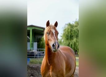 Welsh-D, Stute, 6 Jahre, 147 cm, Fuchs