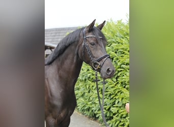 Welsh-D, Stute, 6 Jahre, 147 cm, Rappe