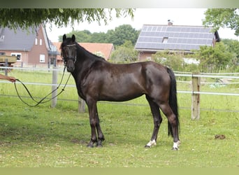 Welsh-D, Stute, 6 Jahre, 147 cm, Rappe
