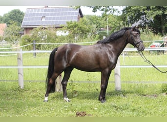 Welsh-D, Stute, 6 Jahre, 147 cm, Rappe