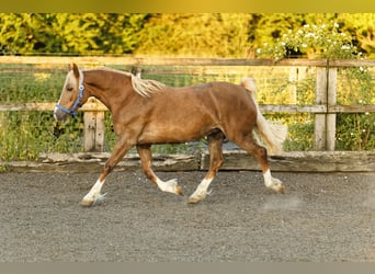 Welsh-D, Stute, 6 Jahre, 148 cm, Fuchs