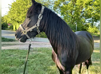 Welsh-D, Stute, 6 Jahre, 152 cm, Rappe