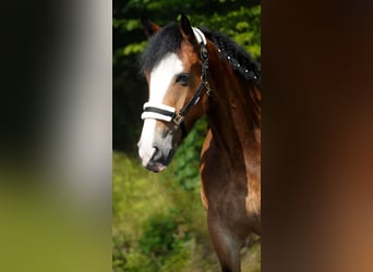 Welsh-D Mix, Stute, 6 Jahre, 155 cm, Brauner