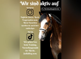 Welsh-D Mix, Stute, 6 Jahre, 155 cm, Brauner