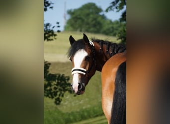 Welsh-D Mix, Stute, 6 Jahre, 155 cm, Brauner