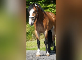 Welsh-D Mix, Stute, 6 Jahre, 155 cm, Brauner